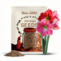 2 Amaryllis Flower Bulbs AF023